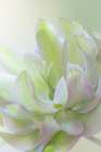 USA, Washington State, Seabeck, USA, Washington State, Seabeck. Lenten rose petals close-up. Art Print
